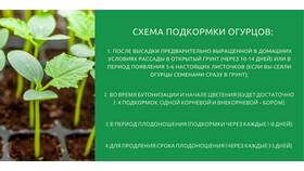 Как правильно сформировать огурцы в теплице: пошаговое руководство в Аптека Миницен